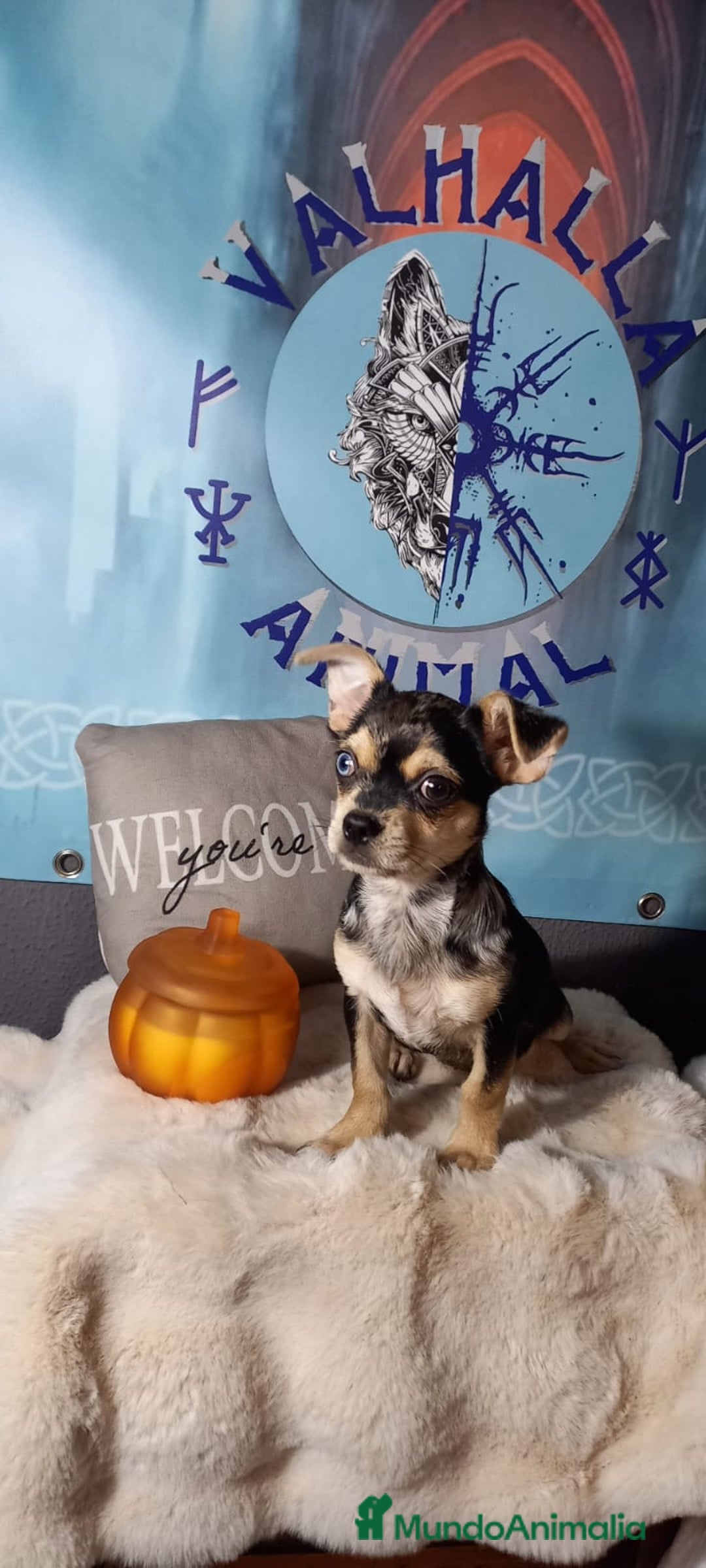 Chihuahua perros en venta: Chihuahua macho enano  - Imagen 1