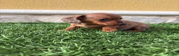 Teckel Miniatura perros en venta: Teckel Kaninchen macho Merle chocolate diluido  - Anuncio 11