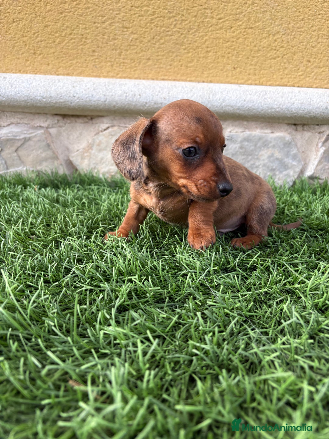 Teckel Miniatura perros en venta: Teckel Kaninchen macho Merle chocolate diluido  - Anuncio 11