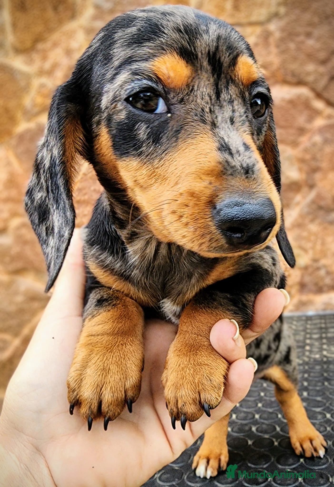 Teckel perros Teckel miniatura - Anuncio 1