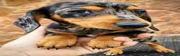 Teckel perros en venta: Teckel miniatura - Anuncio 1