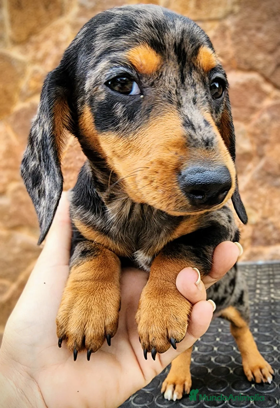 Teckel perros en venta: Teckel miniatura - Anuncio 1