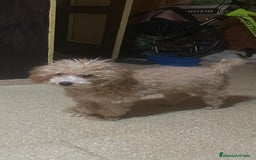 Caniche Toy perros en venta: Caniche toy - Imagen 7