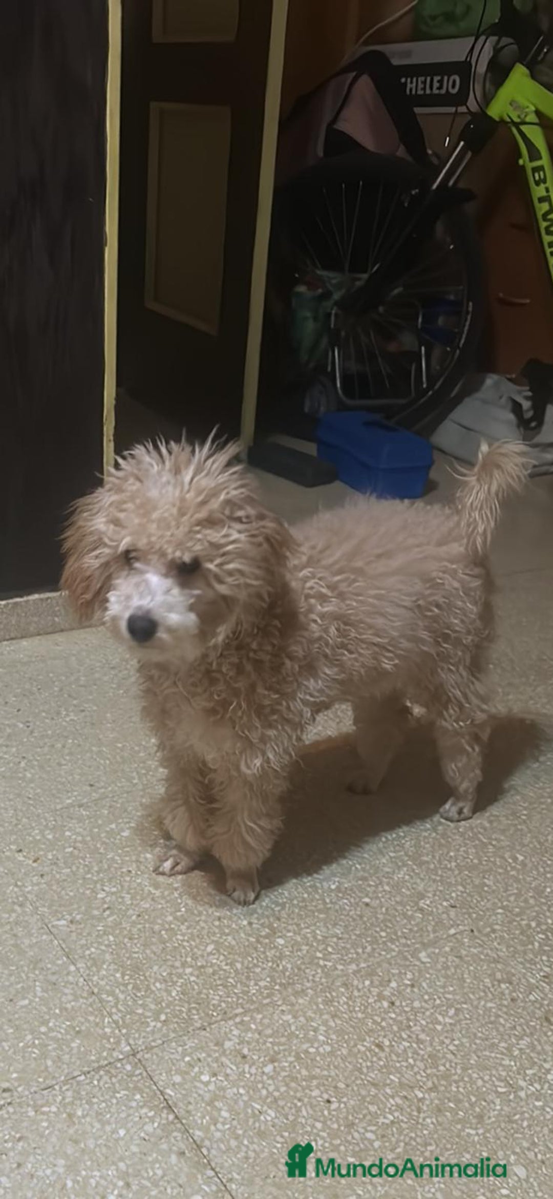 Caniche Toy perros en venta: Caniche toy - Imagen 7