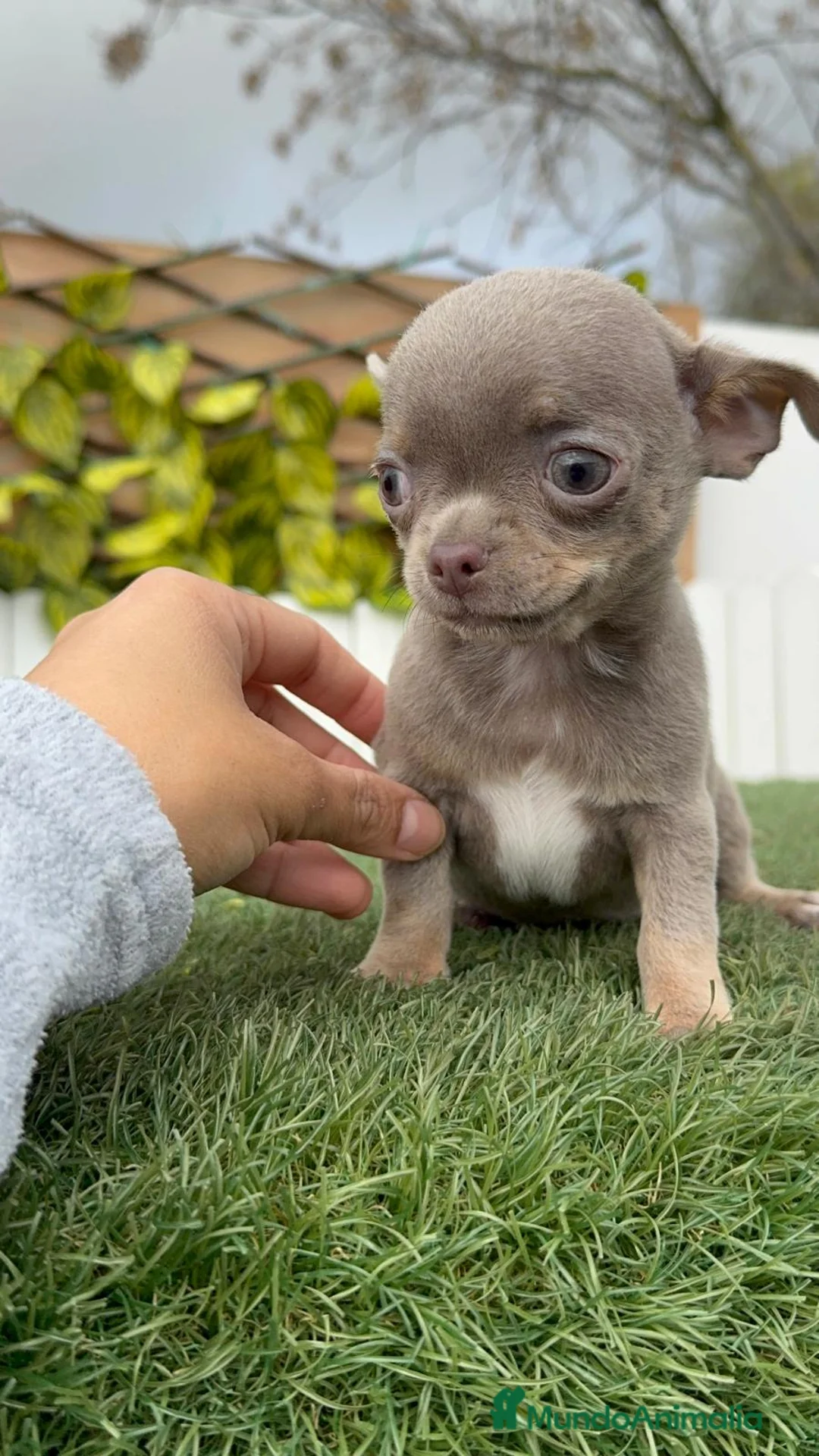Chihuahua perros en venta: CHIHUAHUA MACHO - Anuncio 12