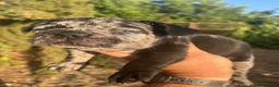 Bulldog Francés perros en venta: Bulldog francés black Merle - Anuncio 3