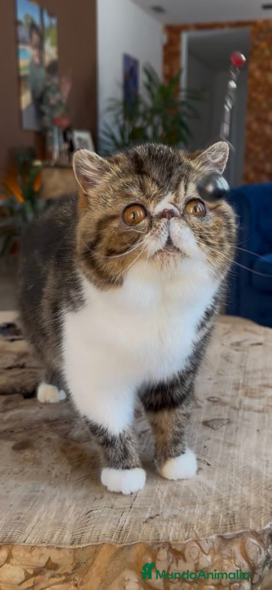 Exótico de Pelo Corto gatos Macho exótico Brown Tabby   - Anuncio 1