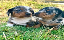 Teckel perros en venta: teckel cachorro - Imagen 4