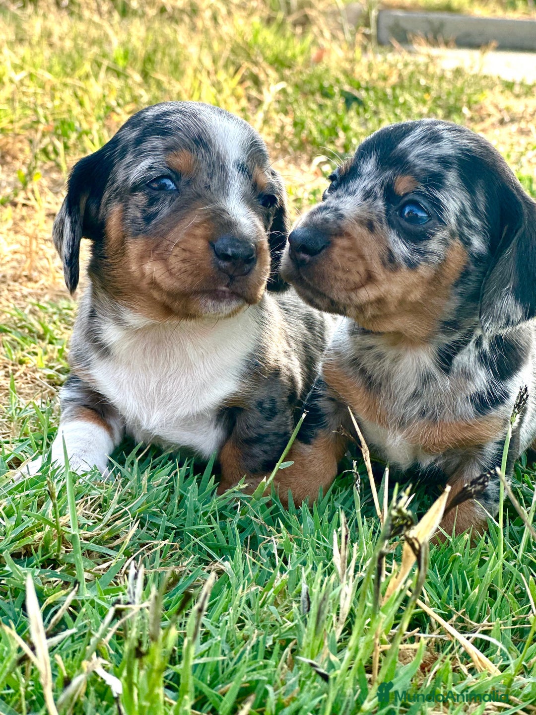 Teckel perros en venta: teckel cachorro - Imagen 4