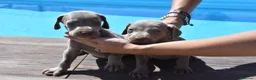 Weimaraner perros en venta: Excelente camada de Braco de Weimar  - Anuncio 3