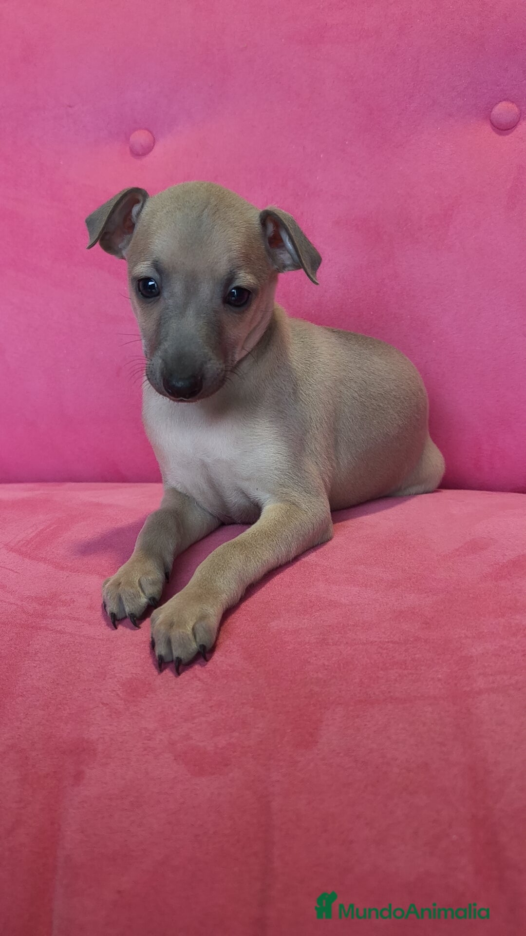 Pequeño Lebrel Italiano perros en venta: Pequeño lebrel Italiano Piccolo Galgo  - Anuncio 5
