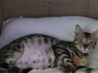 Bengalí gatos Excelente camada de Bengali - Anuncio 1