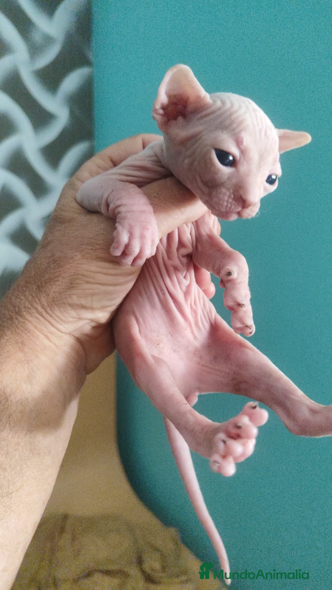 Sphynx gatos en venta: Sphynx pura raza. Tacto goma - Imagen 7