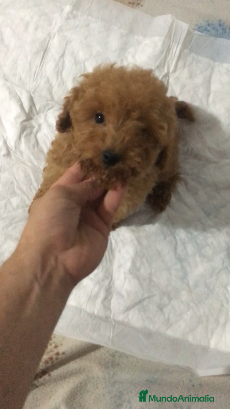 Affenpinscher perros MALTIPOO APRICOT Y ROJIZOS  - Anuncio 2