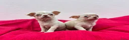 Chihuahua perros en venta: Chihuahua mini - Anuncio 2