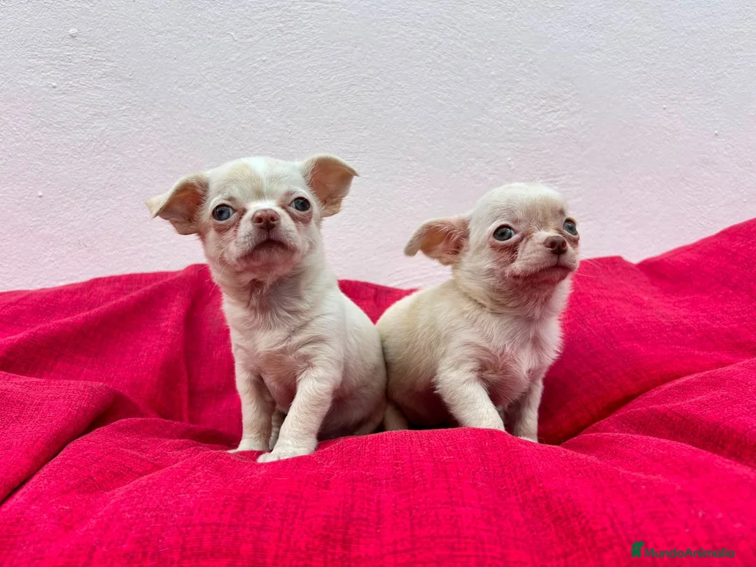 Chihuahua perros en venta: Chihuahua mini - Anuncio 2