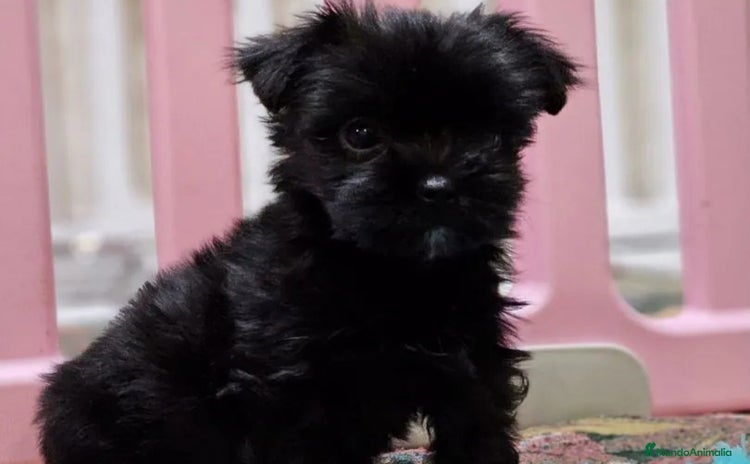 Raza Mixta perros - Anuncio 2