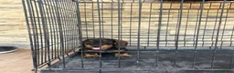 Teckel Miniatura perros en venta: Cachorros teckel gran calidad  - Anuncio 3