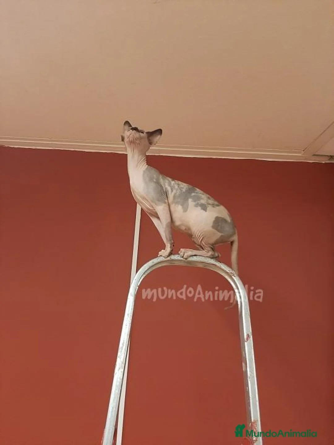 Imagen de galería {{count}}