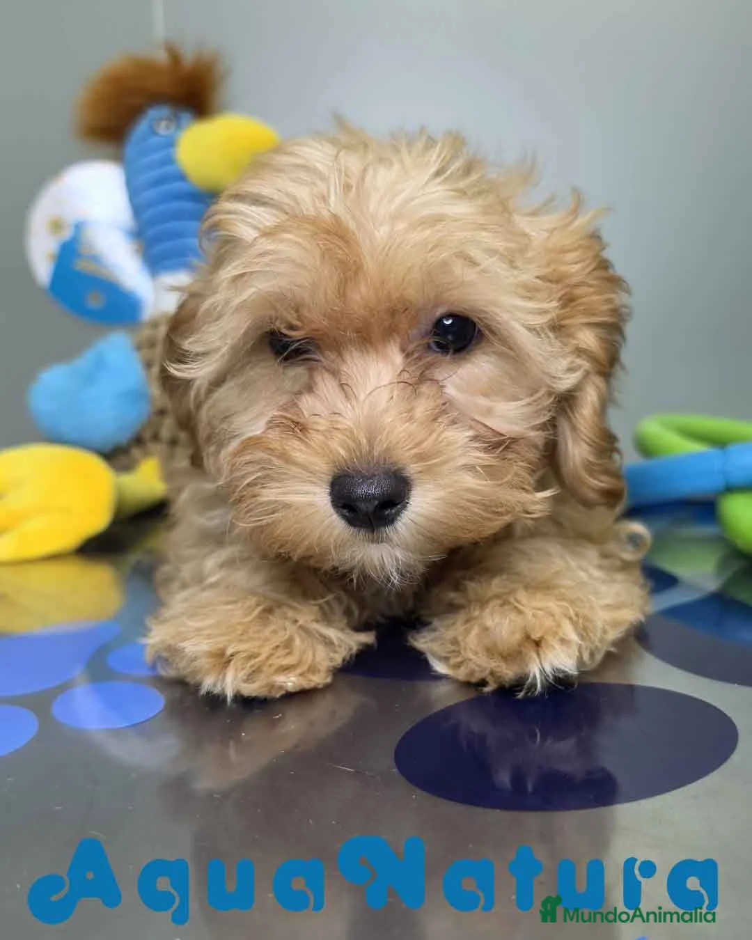 Havapoo perros en venta: Havapoo Hembra de Haya y Can 1929 AQUANATURA - Anuncio 11