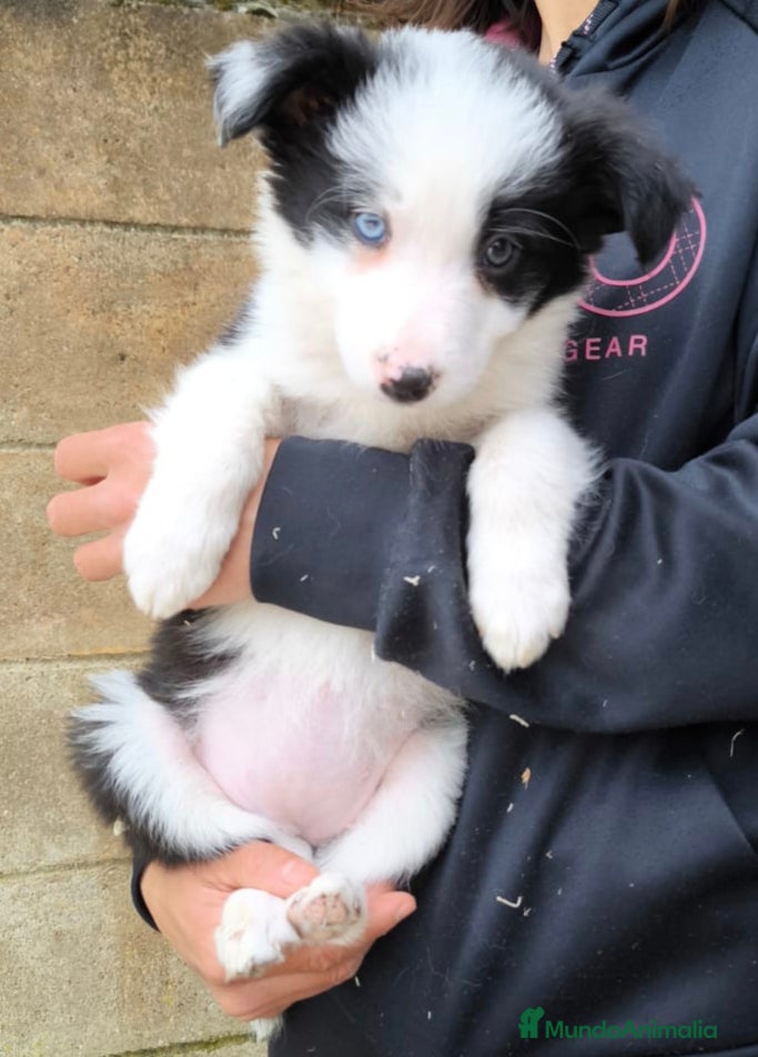 Border Collie perros Cachorros border collie ojos azules! - Anuncio 2