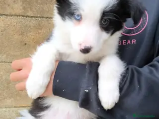 Border Collie perros Cachorros border collie ojos azules! - Anuncio 2