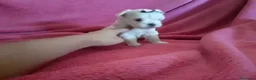 Bichón Maltés perros en venta: Bichón maltés miniatura en Badajoz - Anuncio 3