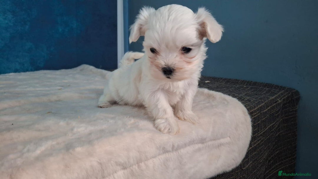 Bichón Maltés perros en venta: Pequeños cachorritos de Bichón Maltés - Anuncio 2
