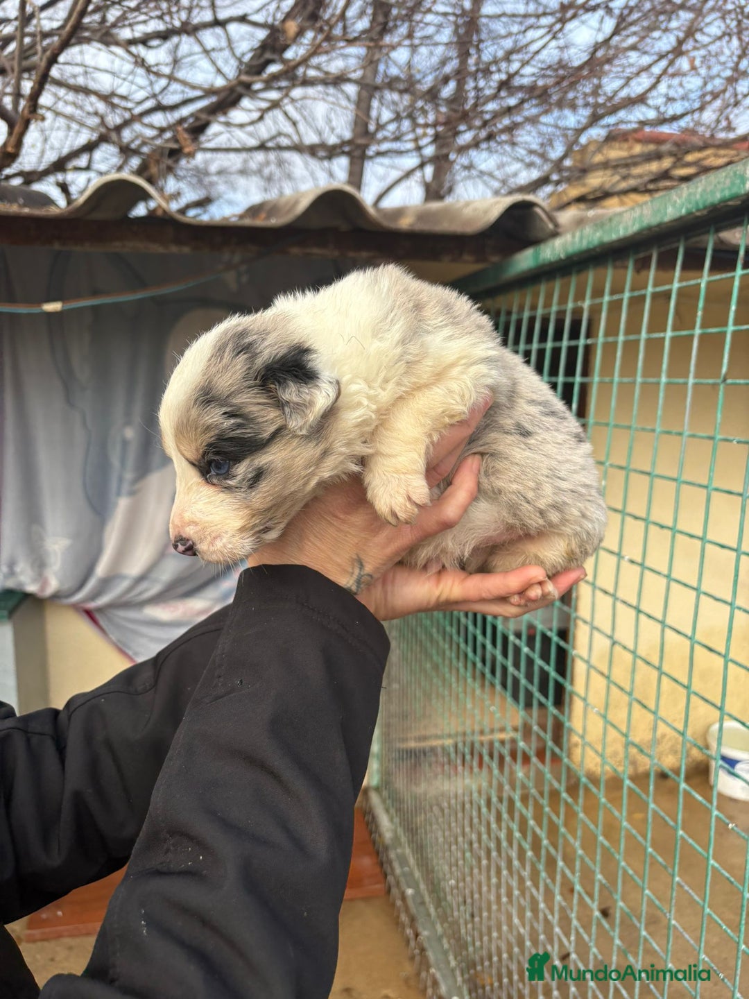 Border Collie perros en venta: Cachorro macho border collie merle  - Anuncio 4