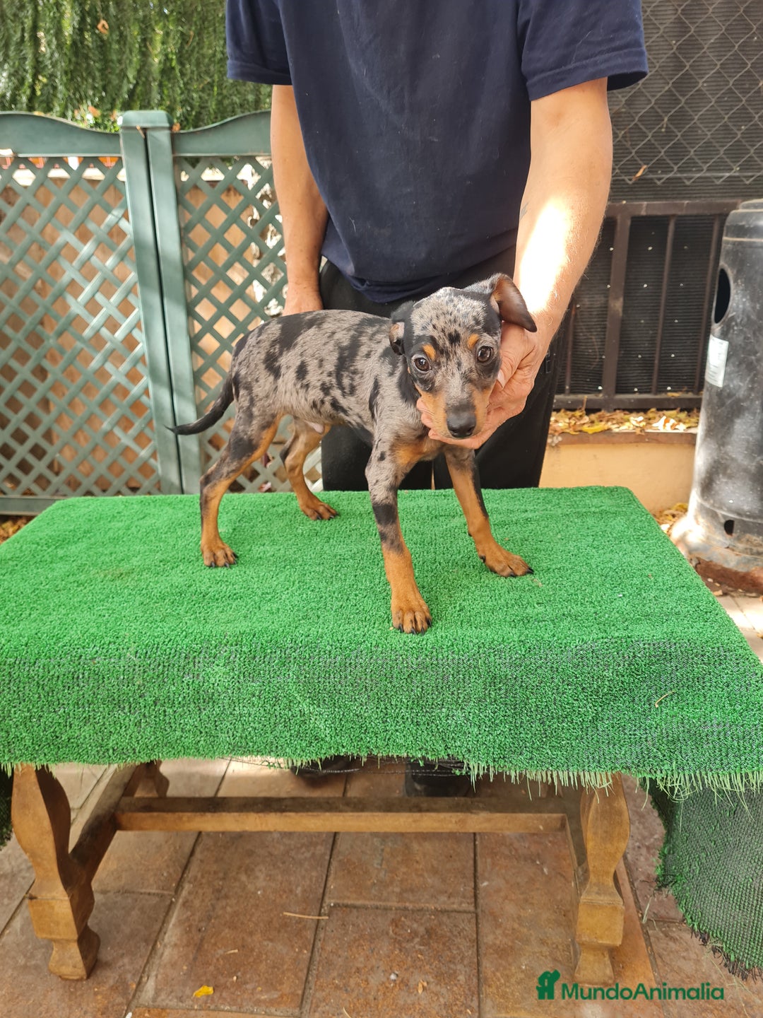Pinscher Miniatura perros en venta: Pinscher  mini - Imagen 6