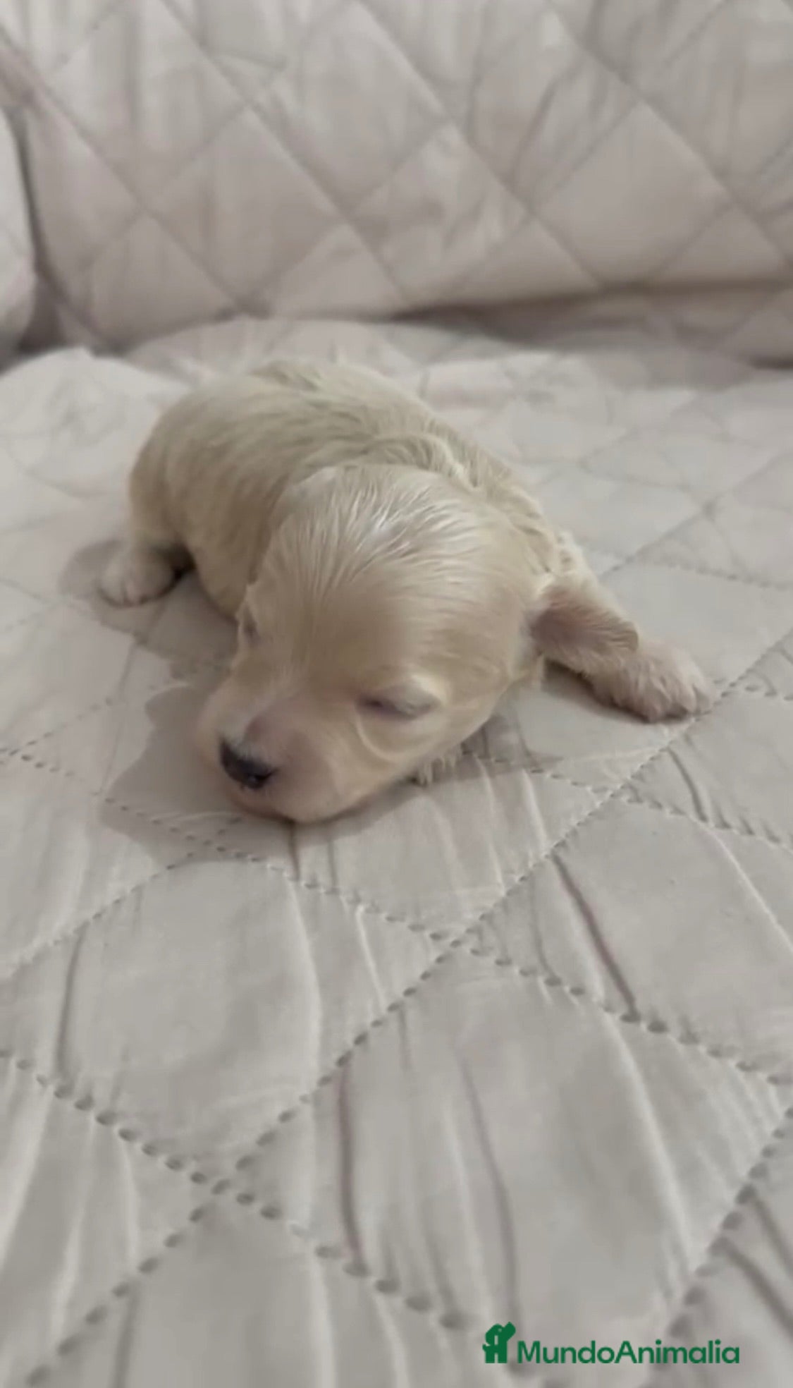 Maltipoo perros Maltipoo hembra - Anuncio 1