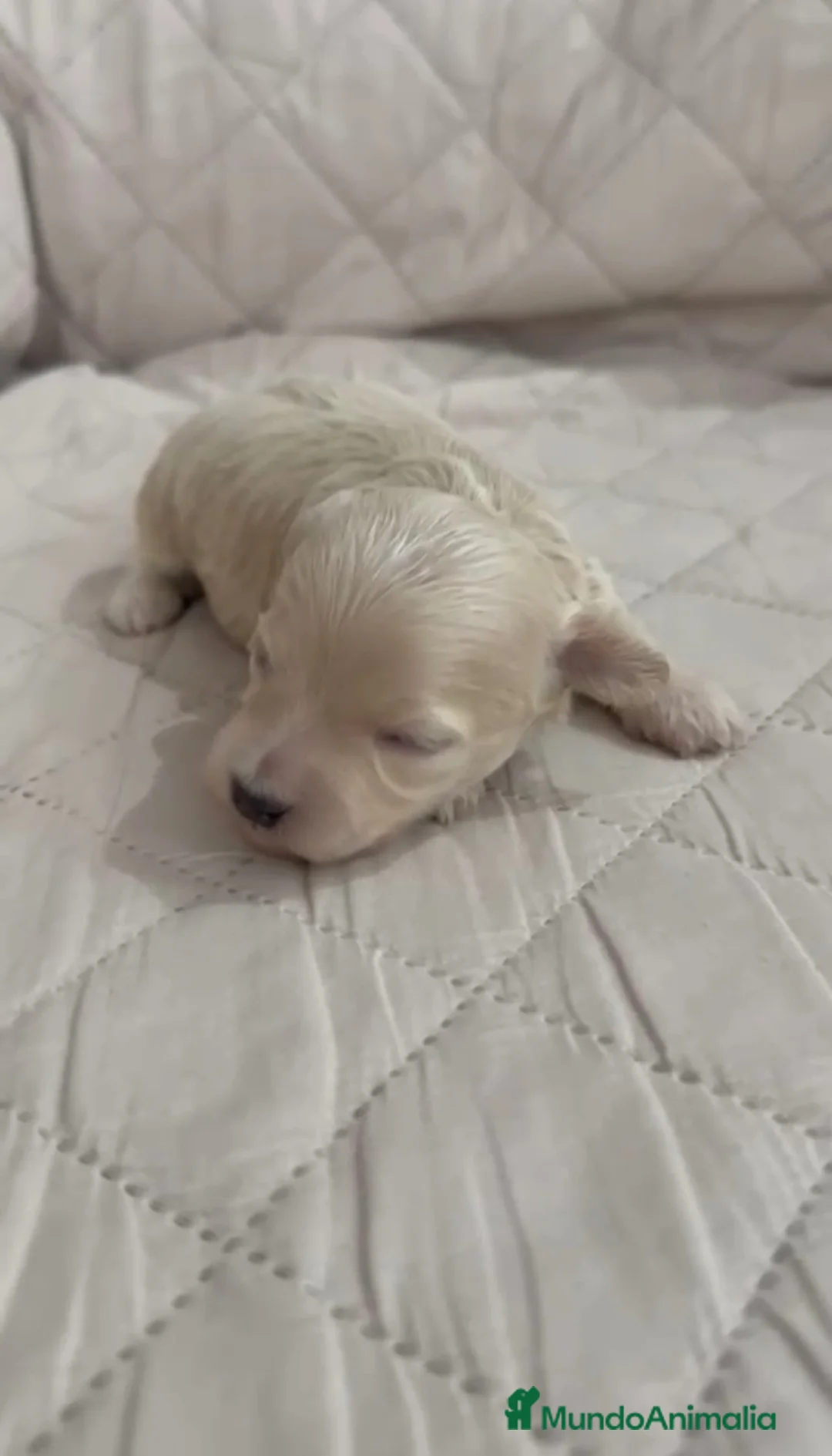 Maltipoo perros en venta: Maltipoo hembra - Anuncio 1