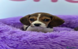 Beagle perros en venta: BEAGLE - Imagen 1