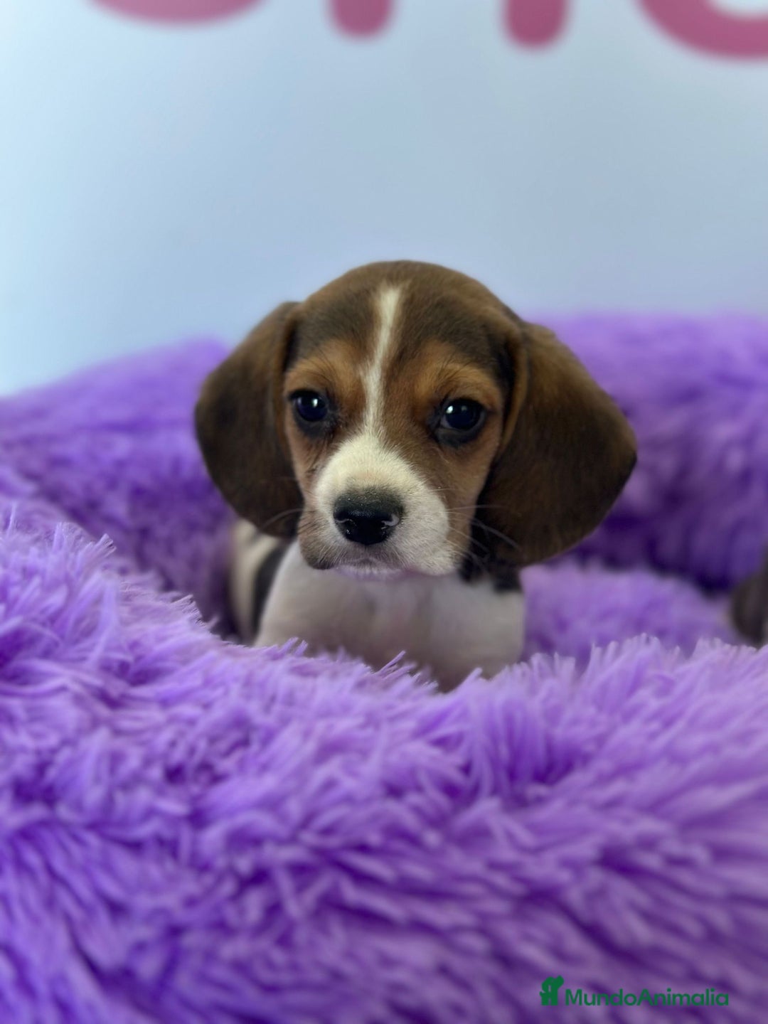 Beagle perros en venta: BEAGLE - Imagen 1