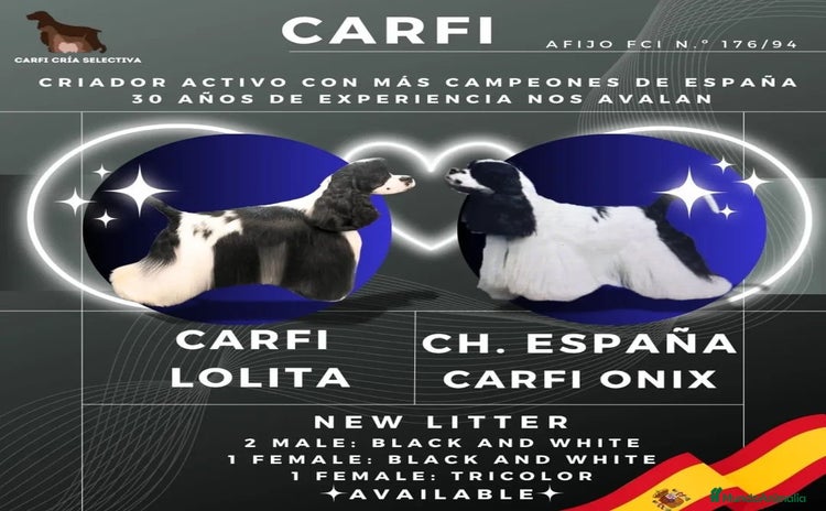 Cocker Spaniel Americano perros - Anuncio 4