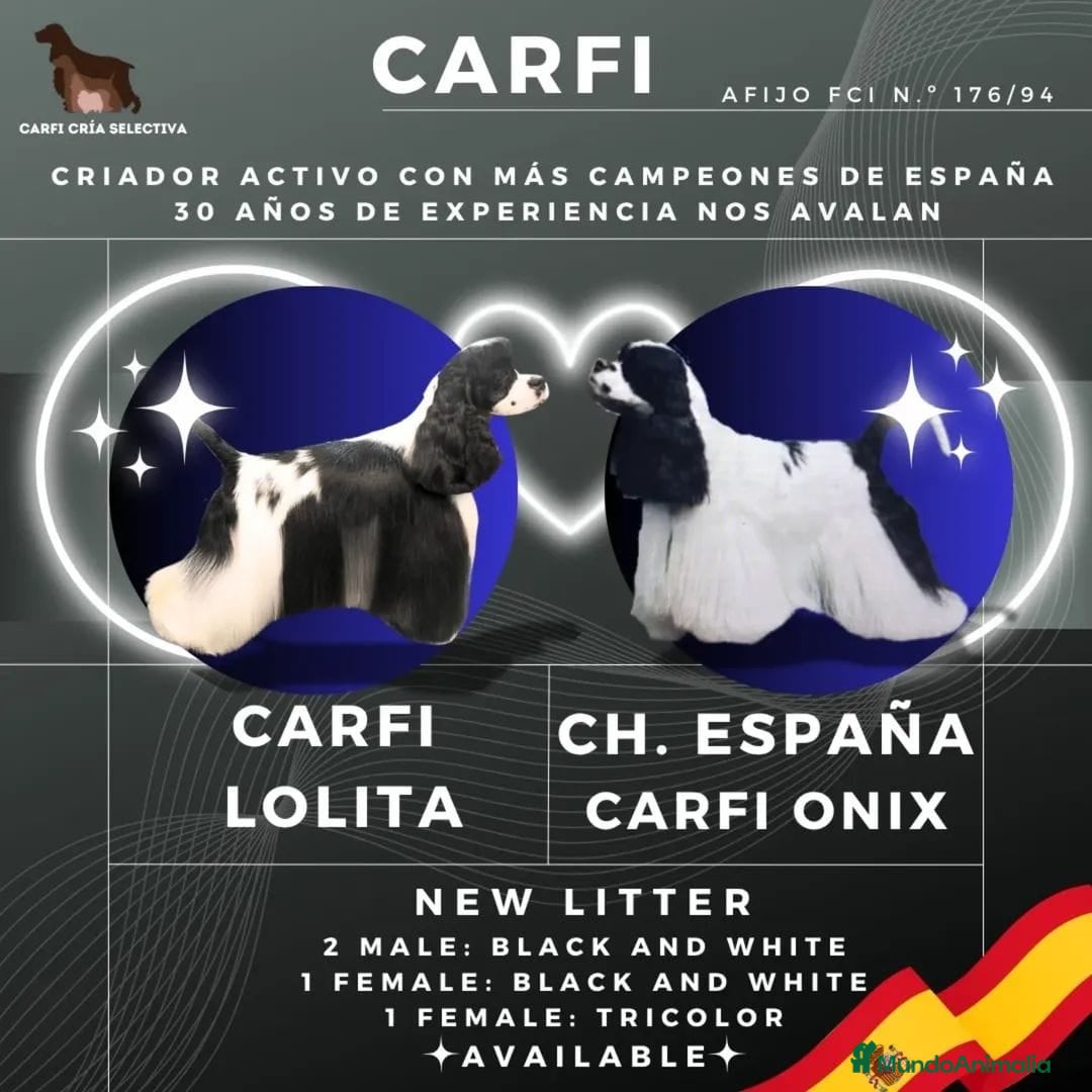Cocker Spaniel Americano perros en venta: Cocker Americano. Top lines - Imagen 1