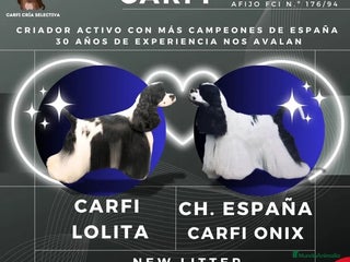 Cocker Spaniel Americano perros - Anuncio 1