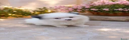 Pomerania perros en venta: Precioso pomeranian toy - Anuncio 2