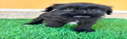 Schnauzer Miniatura perros en venta: Schnauzer miniatura negro  - Anuncio 15