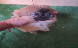 Pekinés perros en venta: Pequines  - Anuncio 2