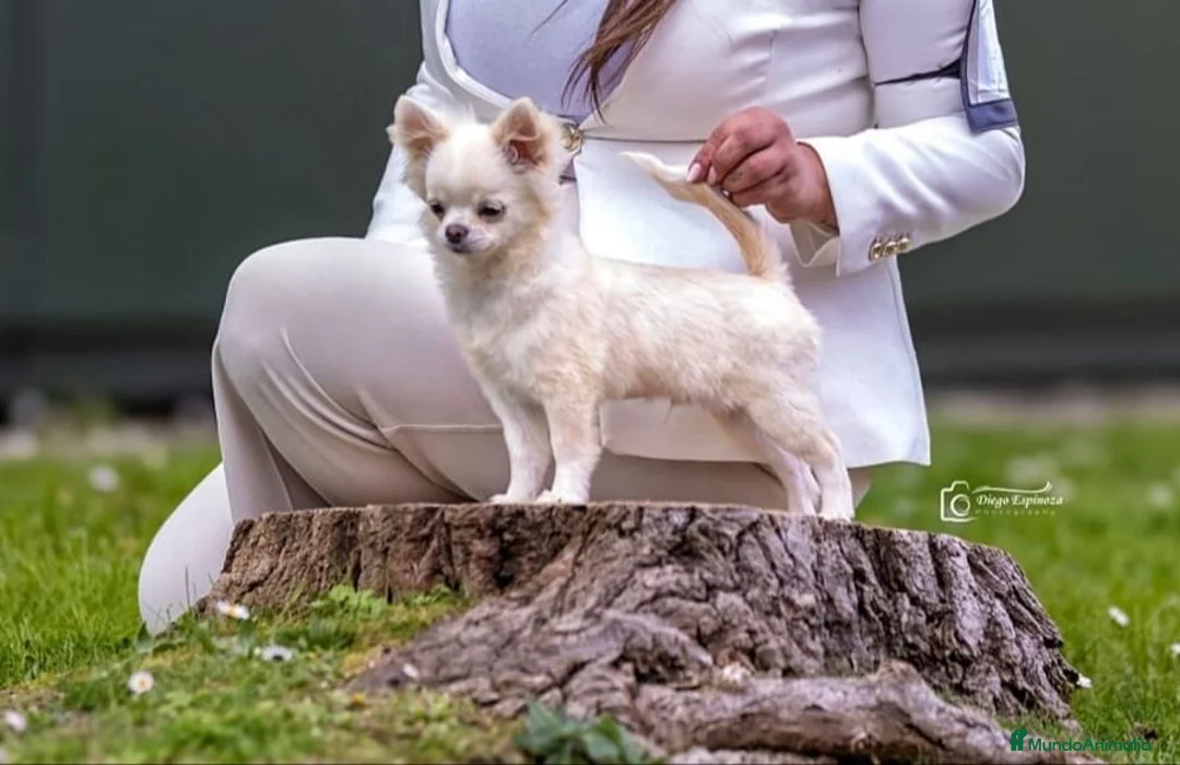 Chihuahua perros en venta: Chihuahua - Anuncio 1