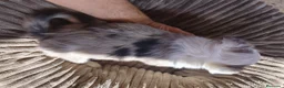 Border Collie perros en venta: BORDER COLLIE HEMBRA TRICOLOR MERLE - Anuncio 3