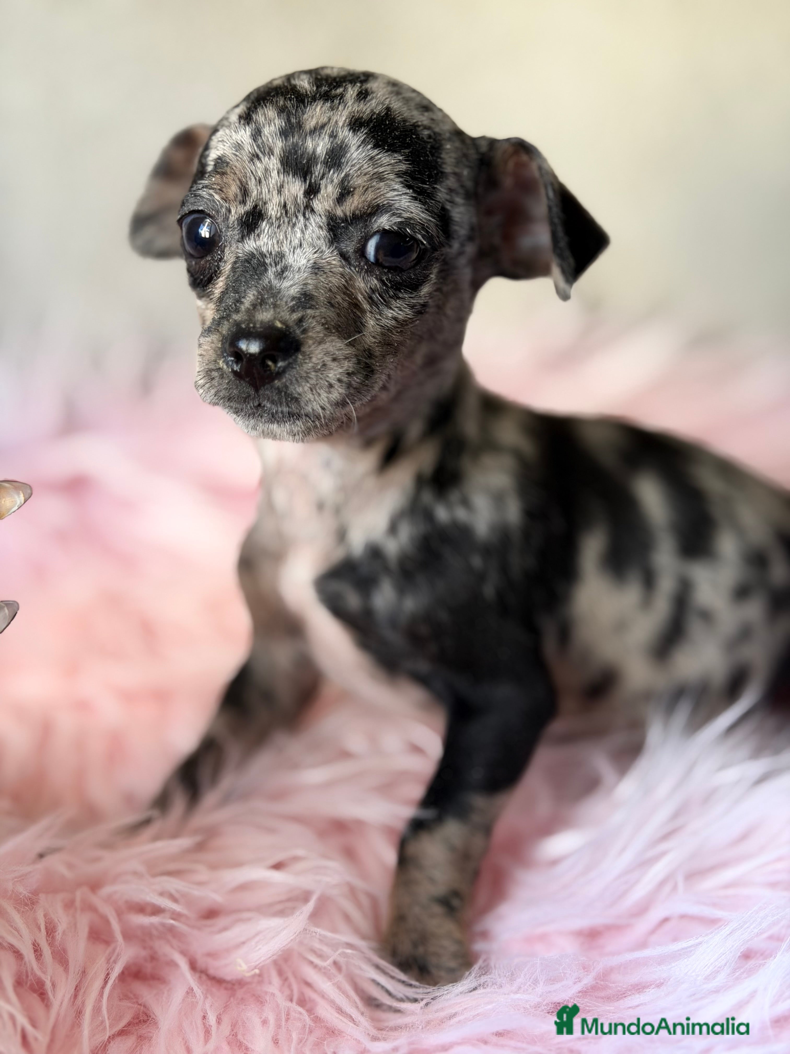 Pinscher Miniatura perros Minipincher Merle hembra  - Anuncio 4