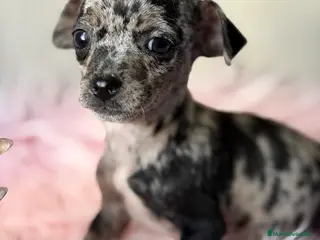 Pinscher Miniatura perros Minipincher Merle hembra - Anuncio 4