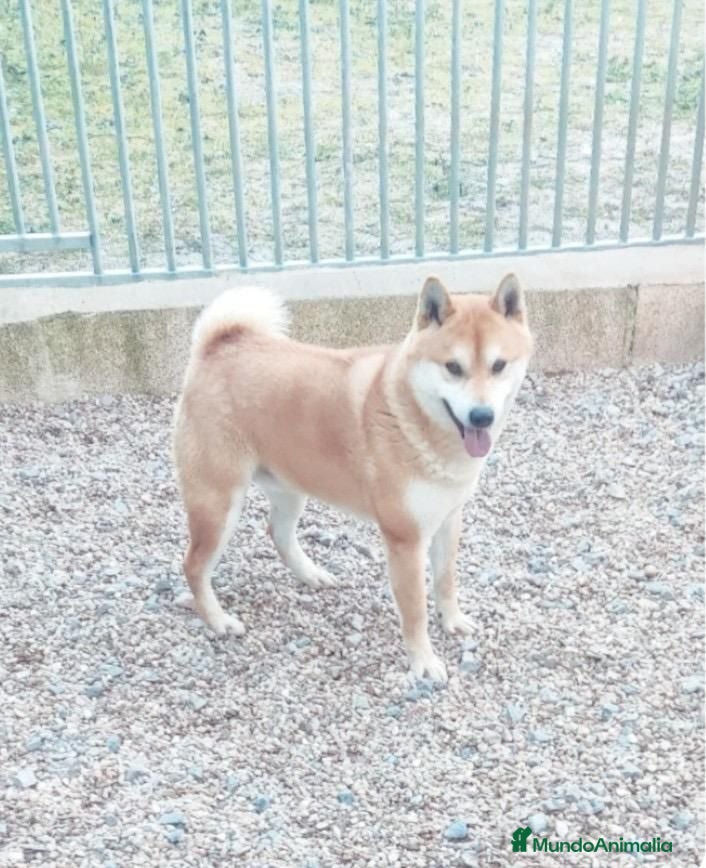 Shiba Inu perros Shiba inus - Anuncio 1