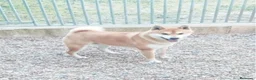 Shiba Inu perros en venta: Shiba inus - Anuncio 1