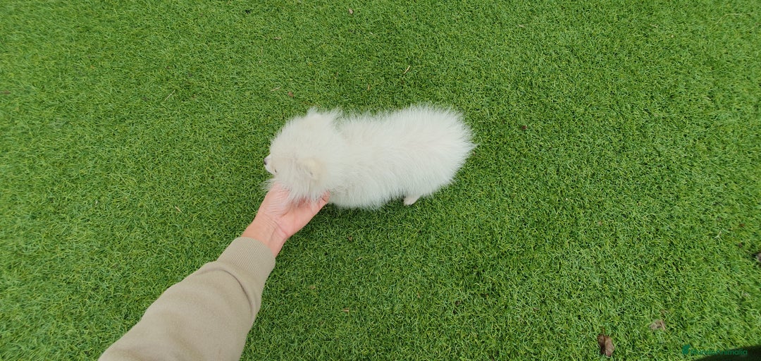 Pomerania perros en venta: Pomerania MICRO TOY macho - Anuncio 2