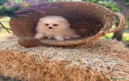 Pomerania perros en venta: Pomerania Macho disponible fotos actuales !! - Imagen 2
