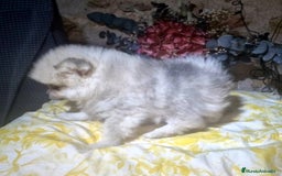 Pomerania perros en venta: Pomerania 50% linea rusa - Imagen 4
