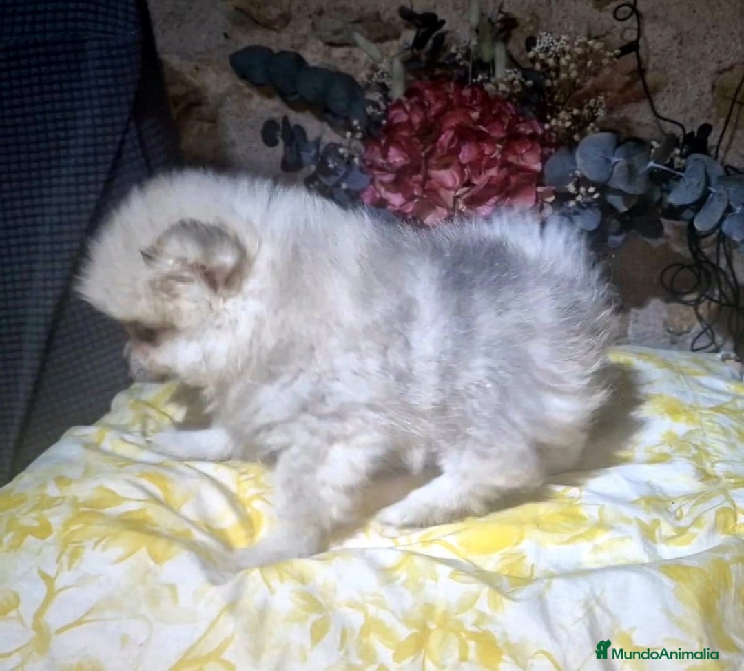 Pomerania perros en venta: Pomerania 50% linea rusa - Imagen 4